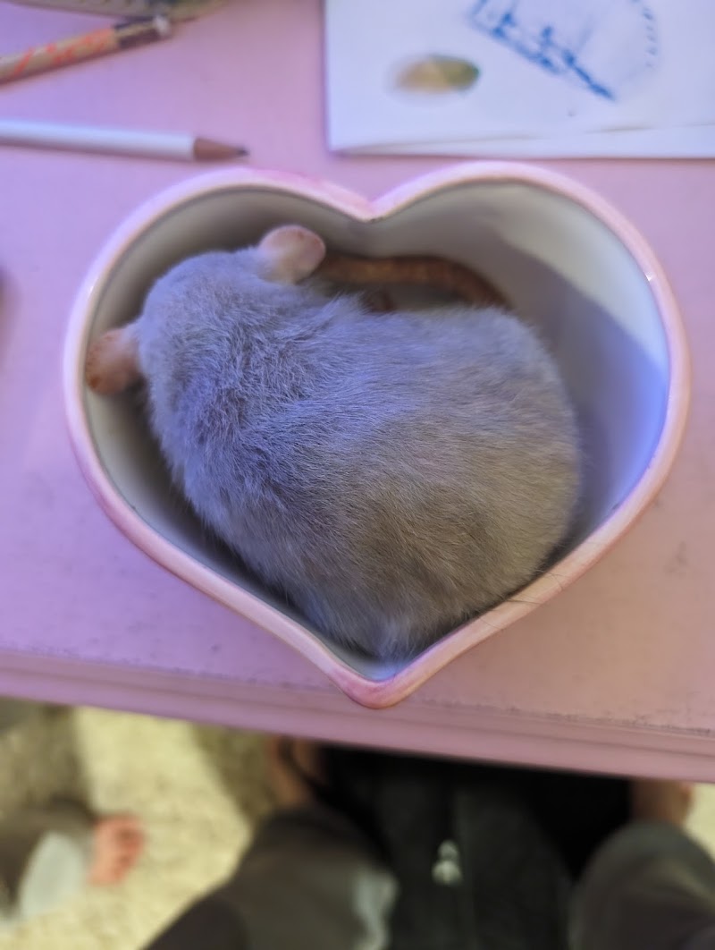 Wee Companions Small Animal Rescue photo 3