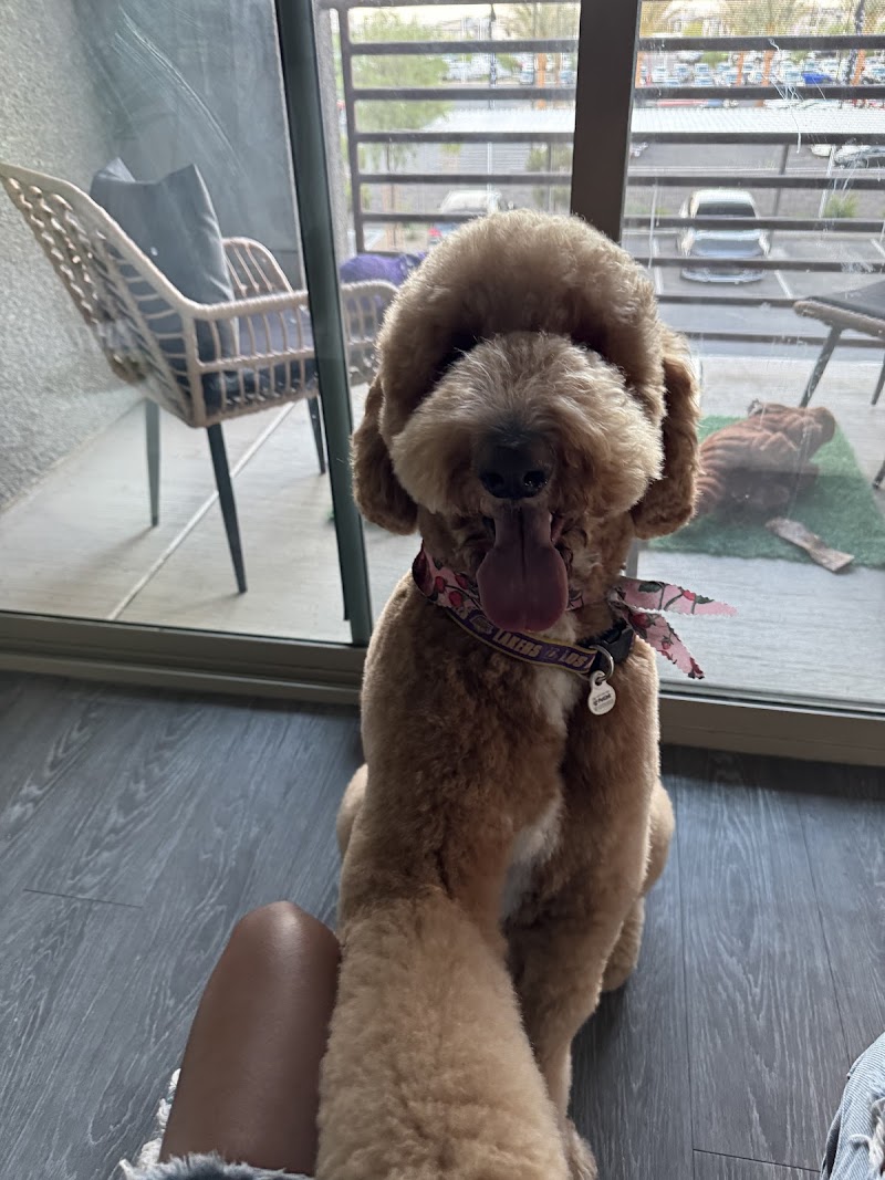 Well Groomed Pets Summerlin photo 3