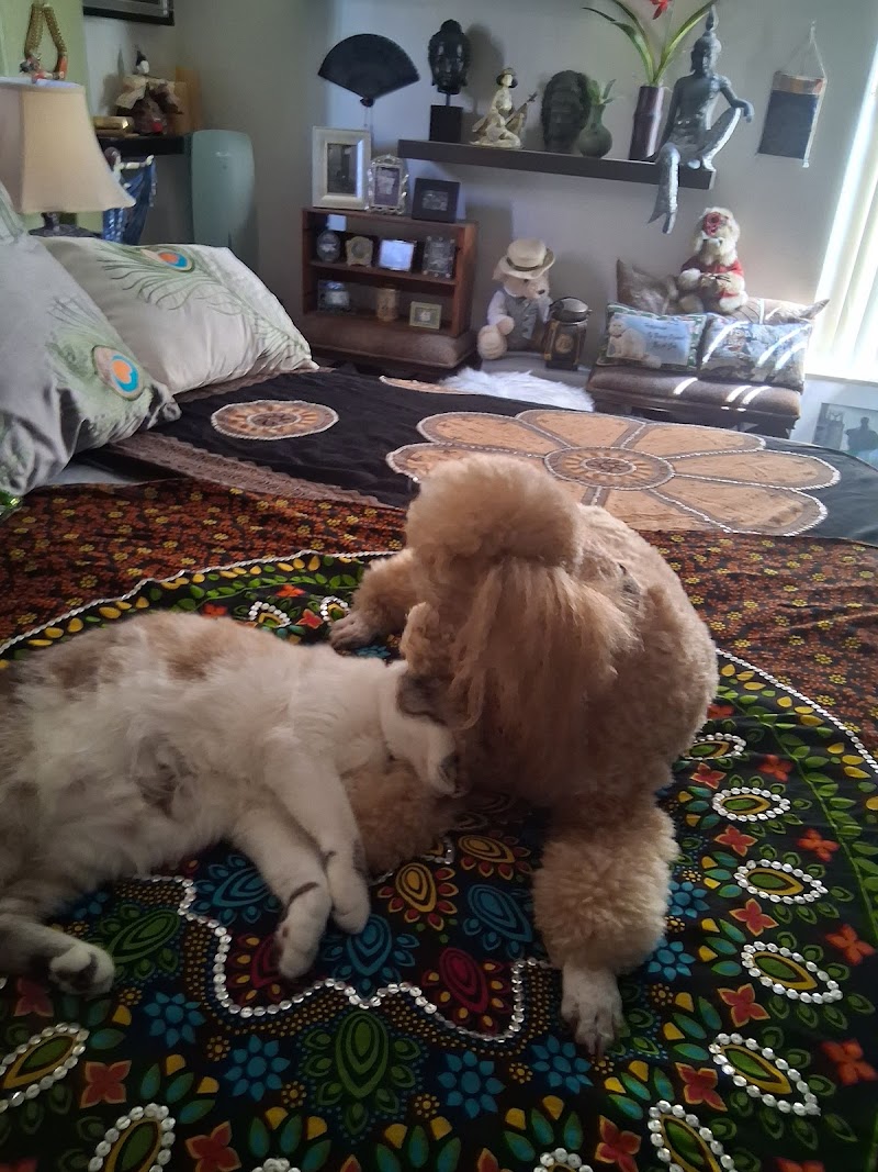 West Charleston Animal Hospital photo 3