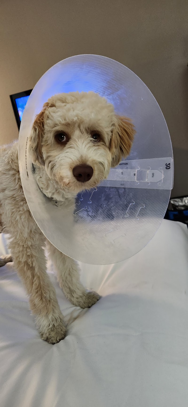 West Coast Animal Hospital photo 3