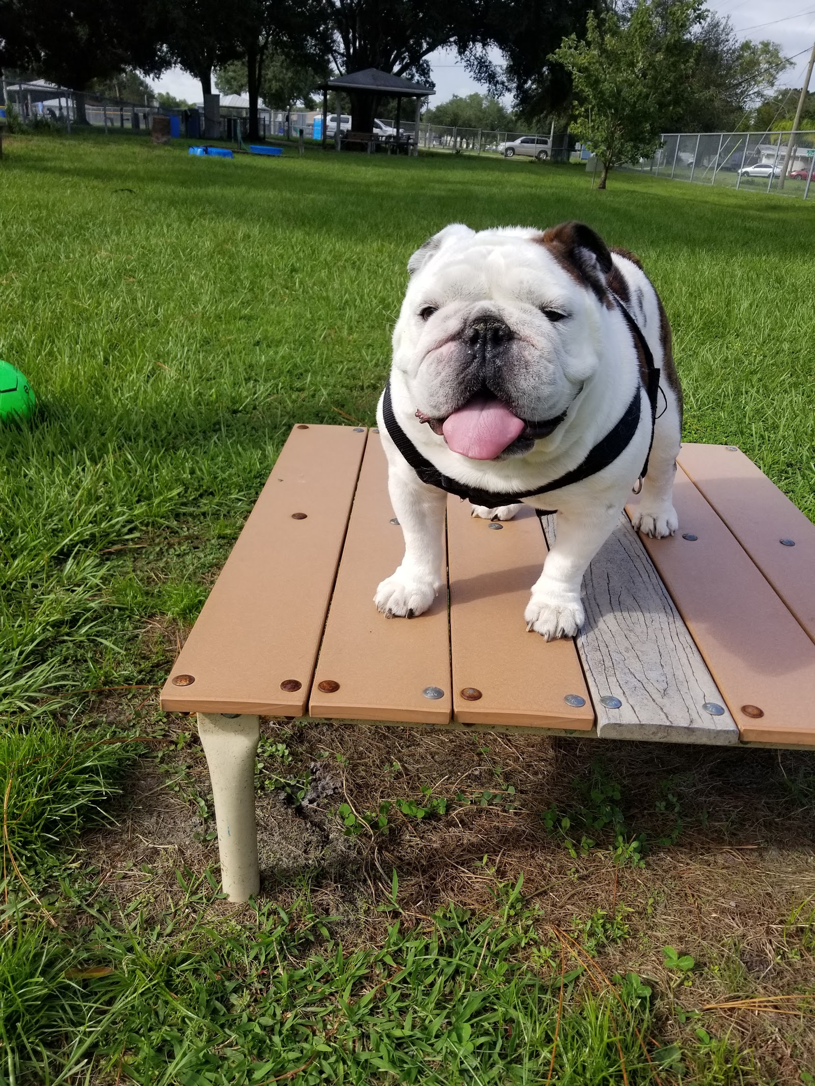 West Dog Park
