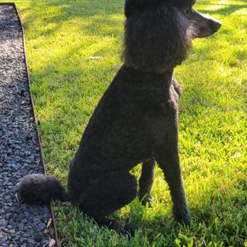 West End Grooming photo 2