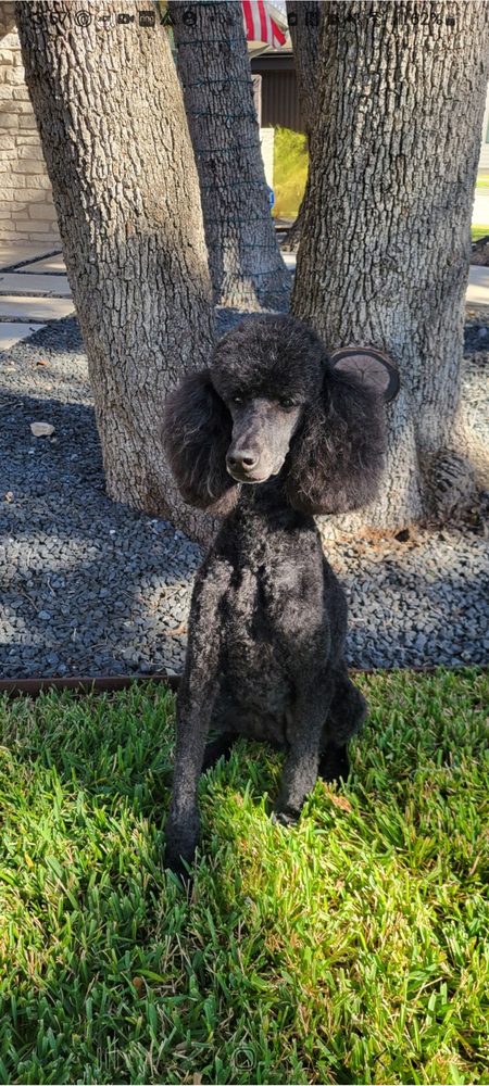 West End Grooming photo 3