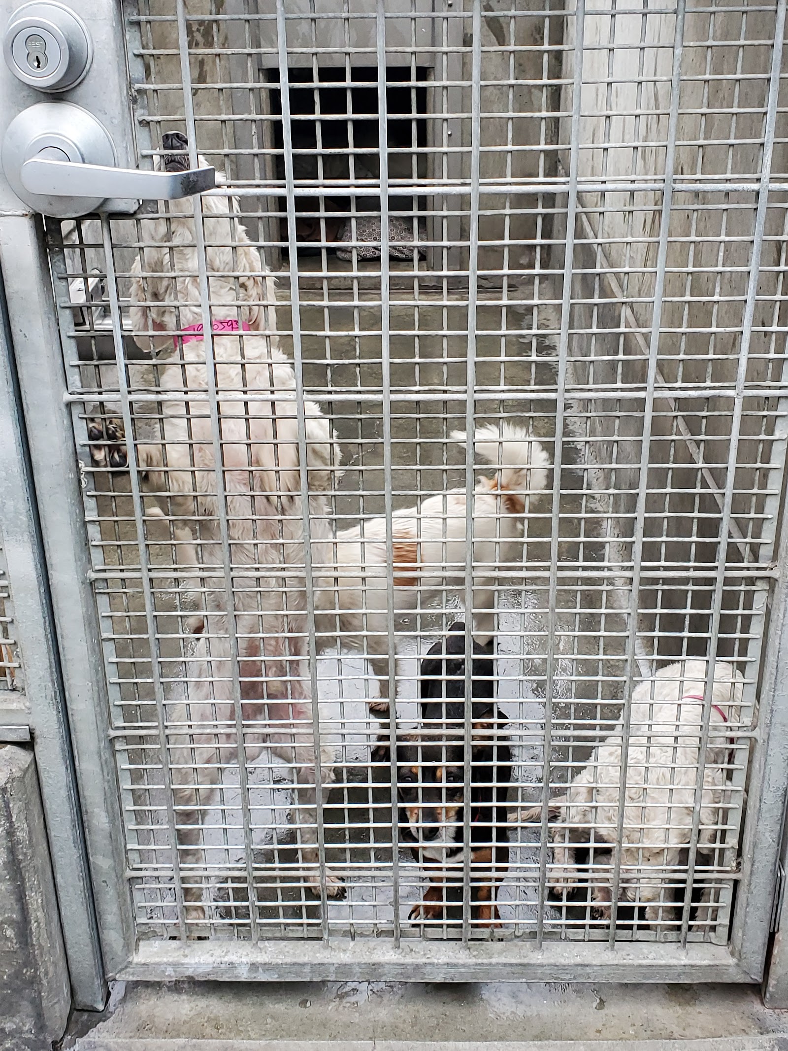West Los Angeles Animal Shelter