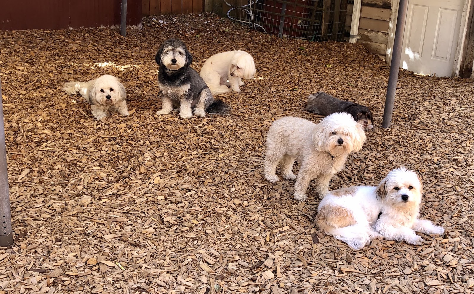 West Seattle Dog House Daycare