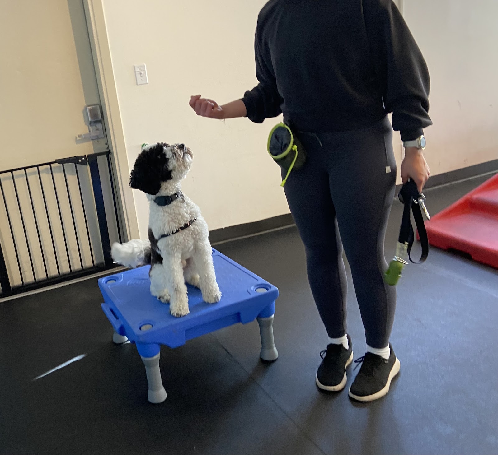 West Seattle Wonder Dogs