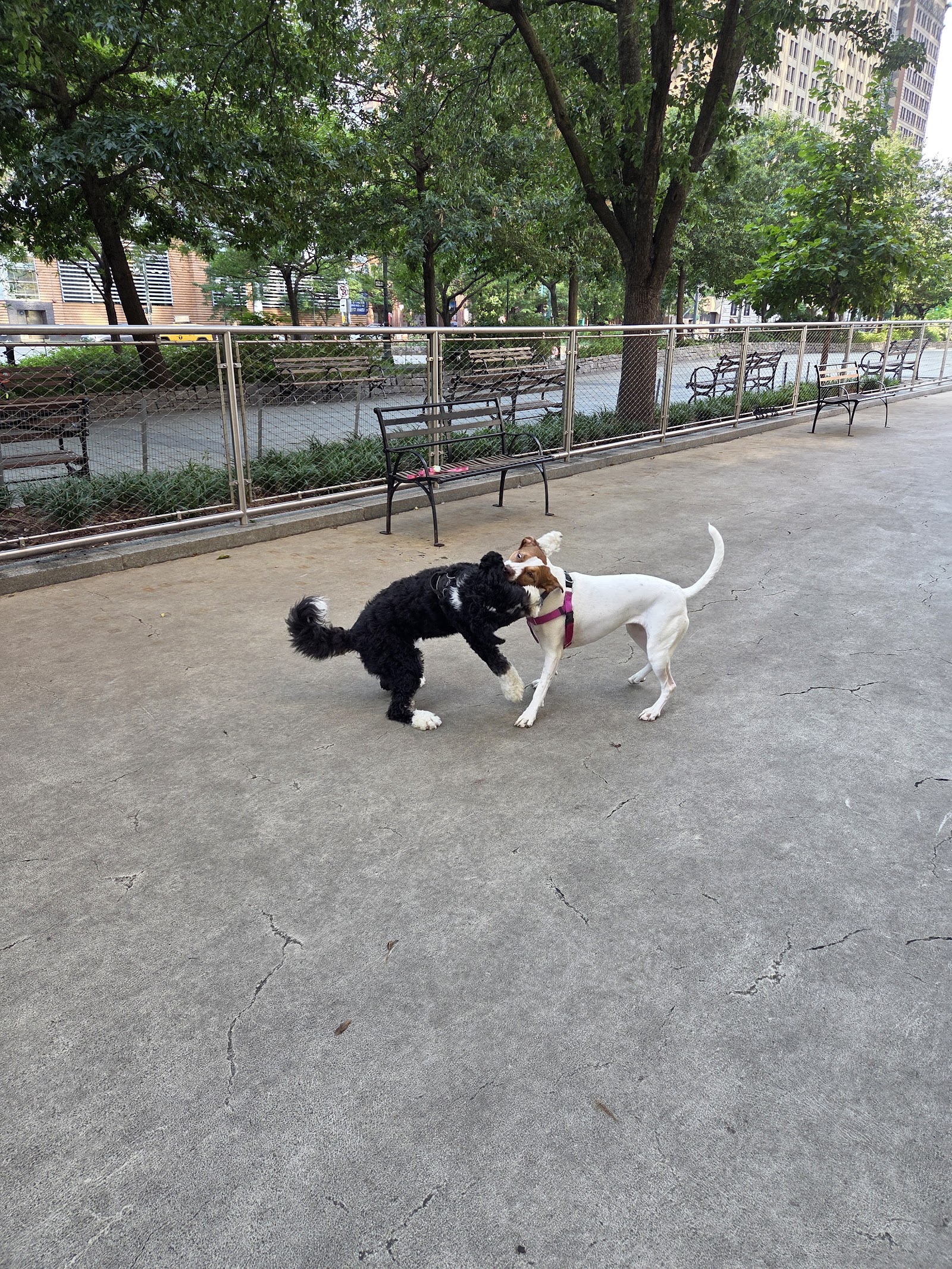 West Thames Dog Run