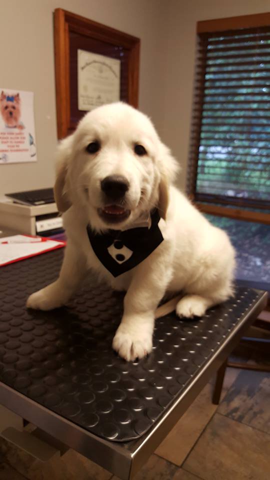 Westlake Animal Hospital, A Thrive Pet Healthcare Partner photo 2