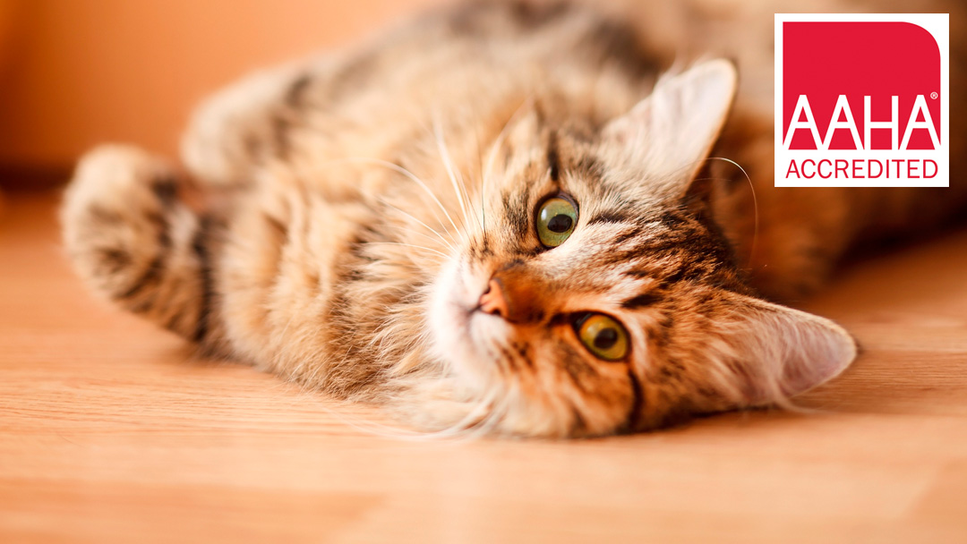 Westside Veterinary Center