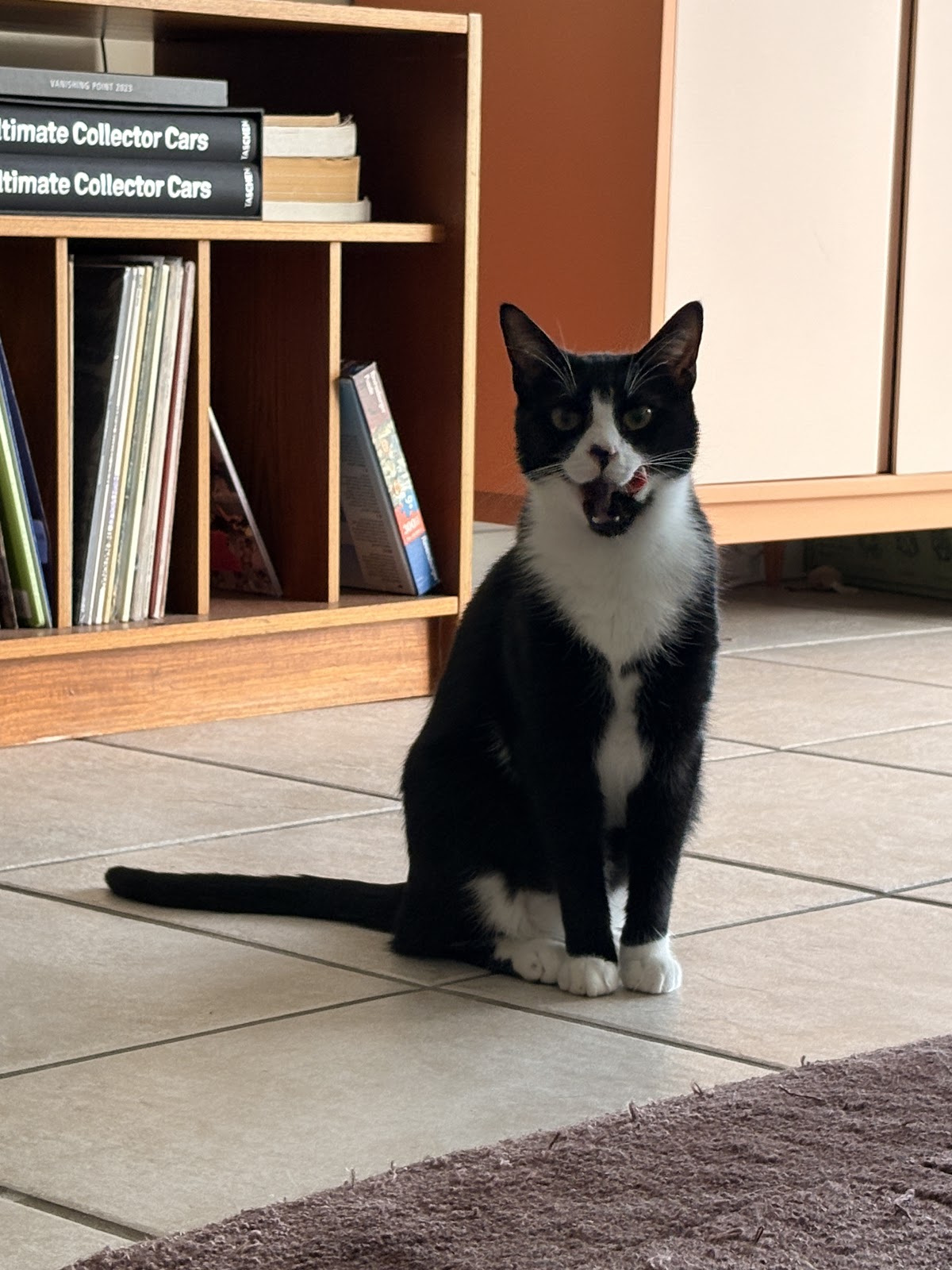 Whiskers and Tails photo 2