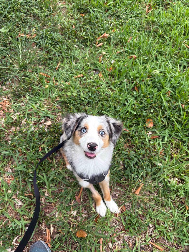 Whiskers and Tails photo 3