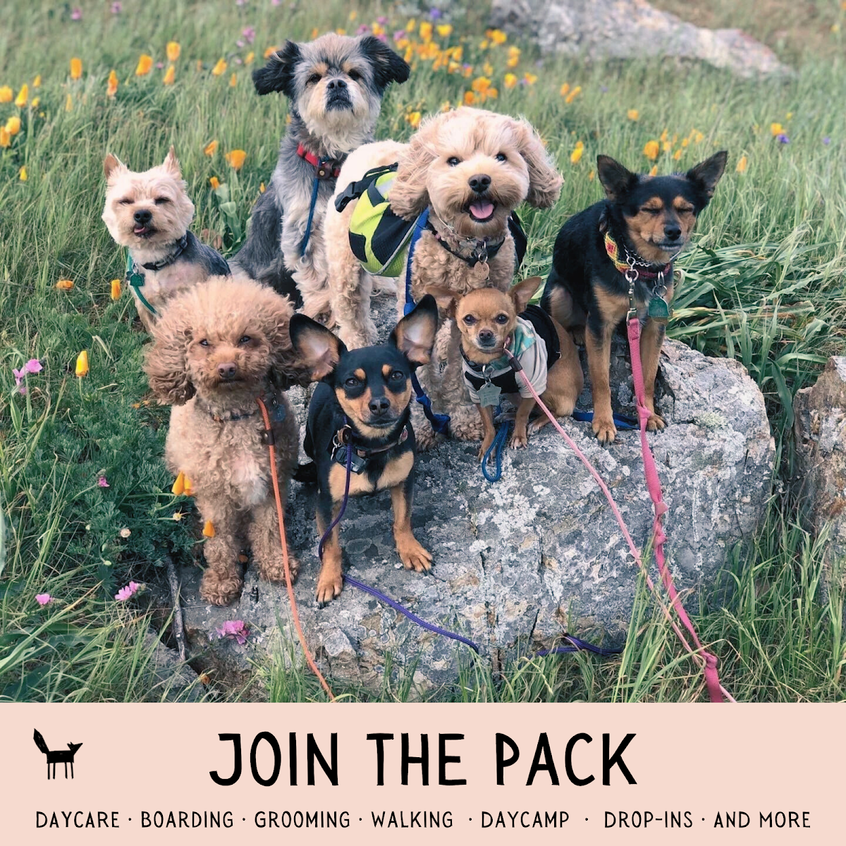 Wild Pack Pet Care and Wellness