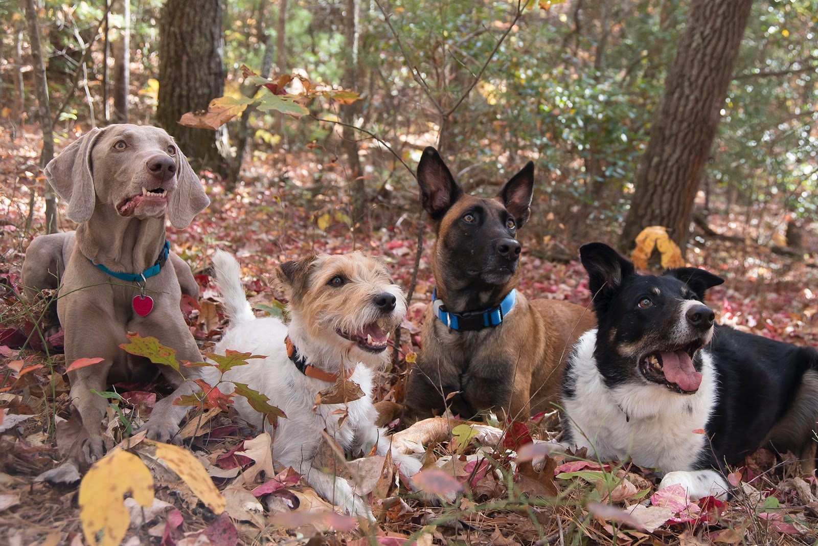 WNC K9 Dog Training