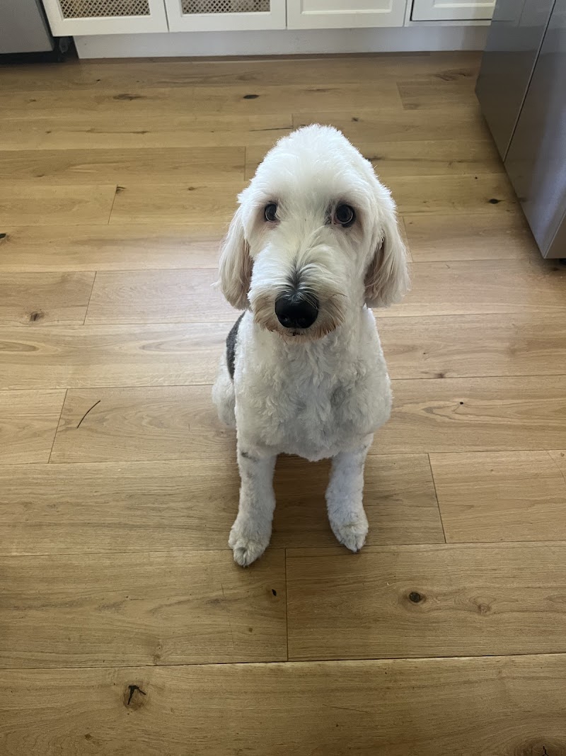 Woof Gang Bakery & Grooming Austin photo 2