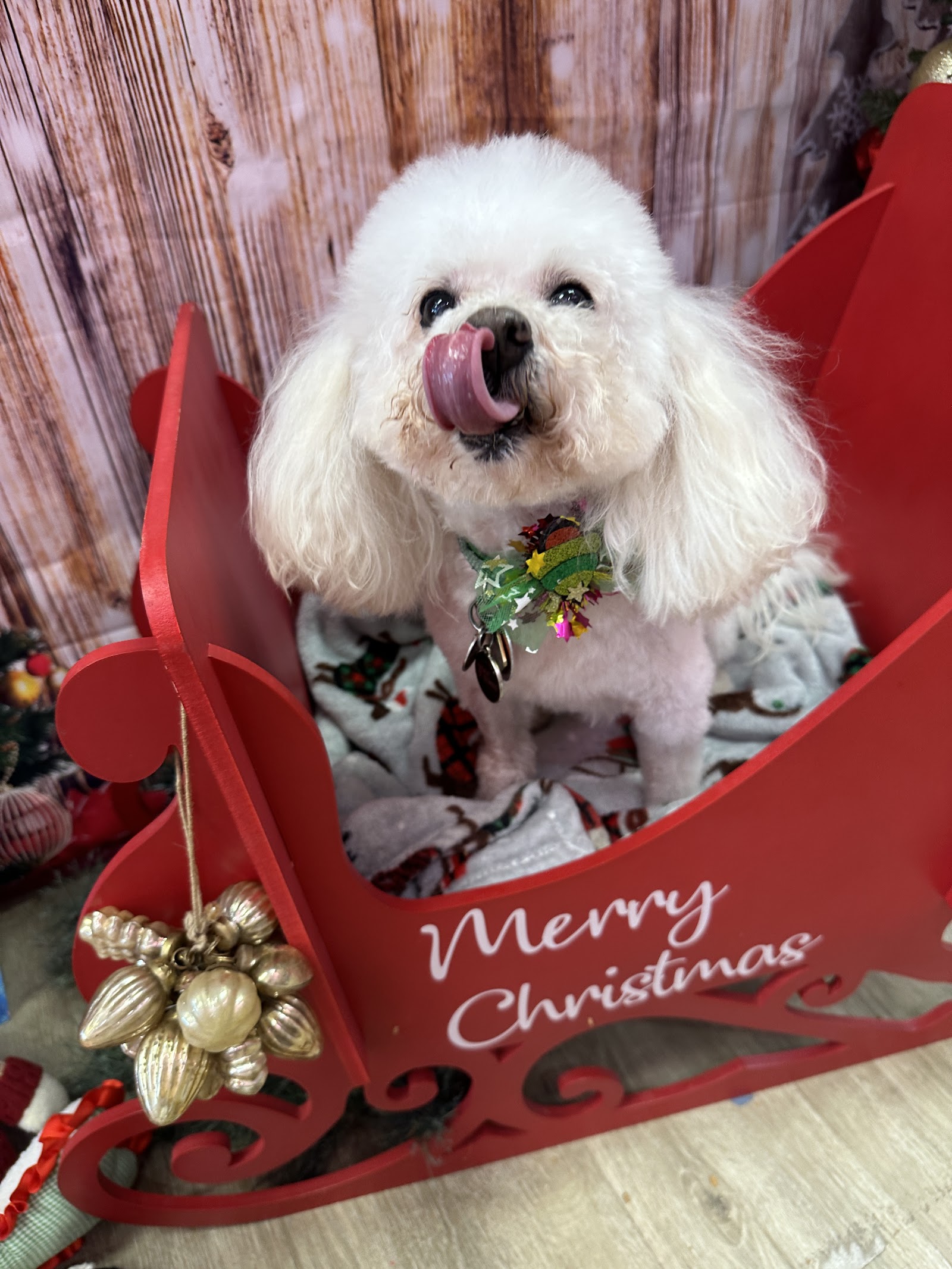 Woof Gang Bakery & Grooming Conway