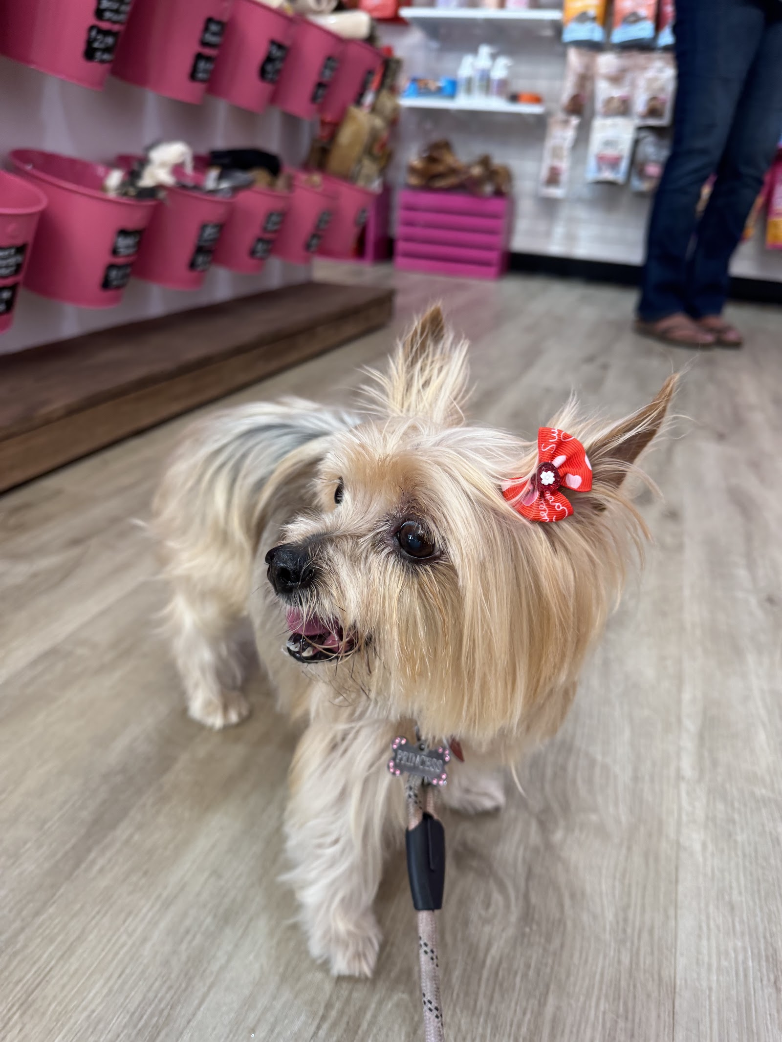 Woof Gang Bakery & Grooming Midtown Sac