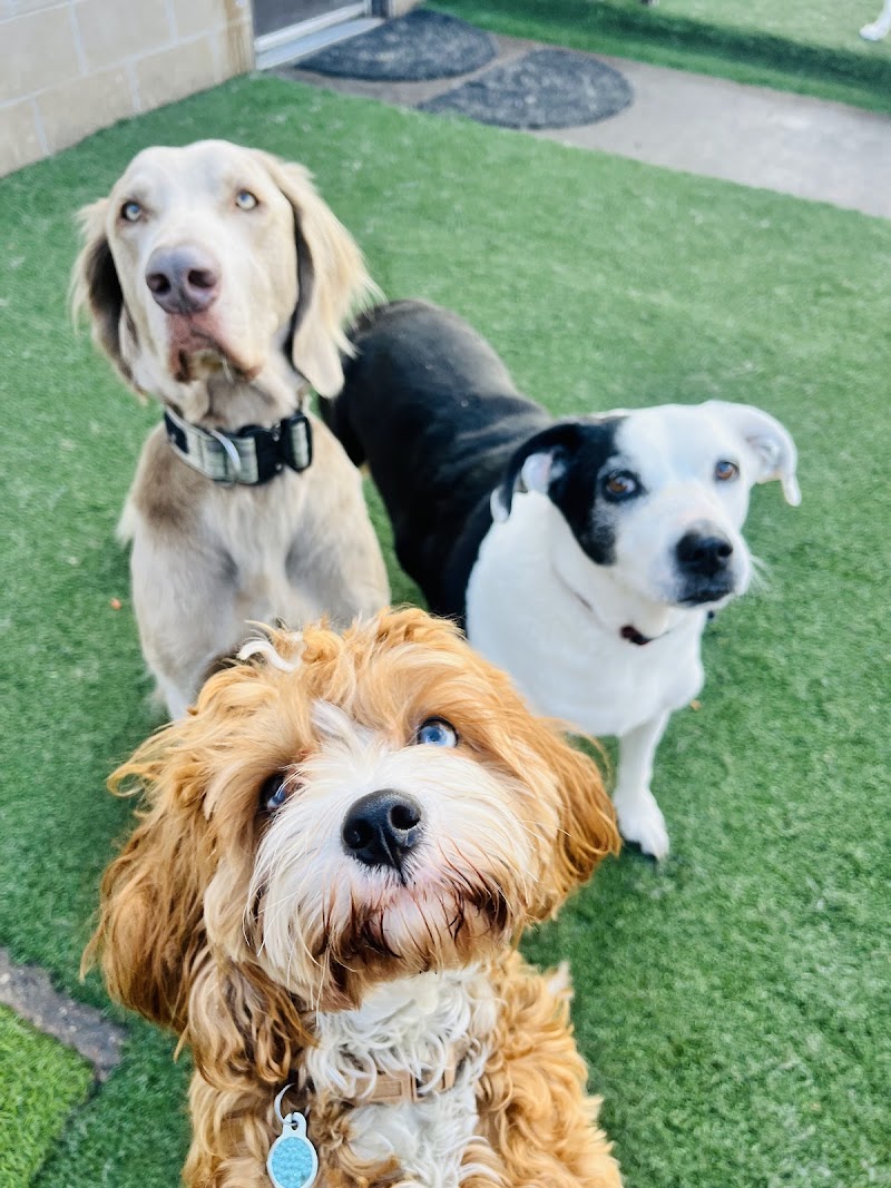 Woof Resorts photo 3