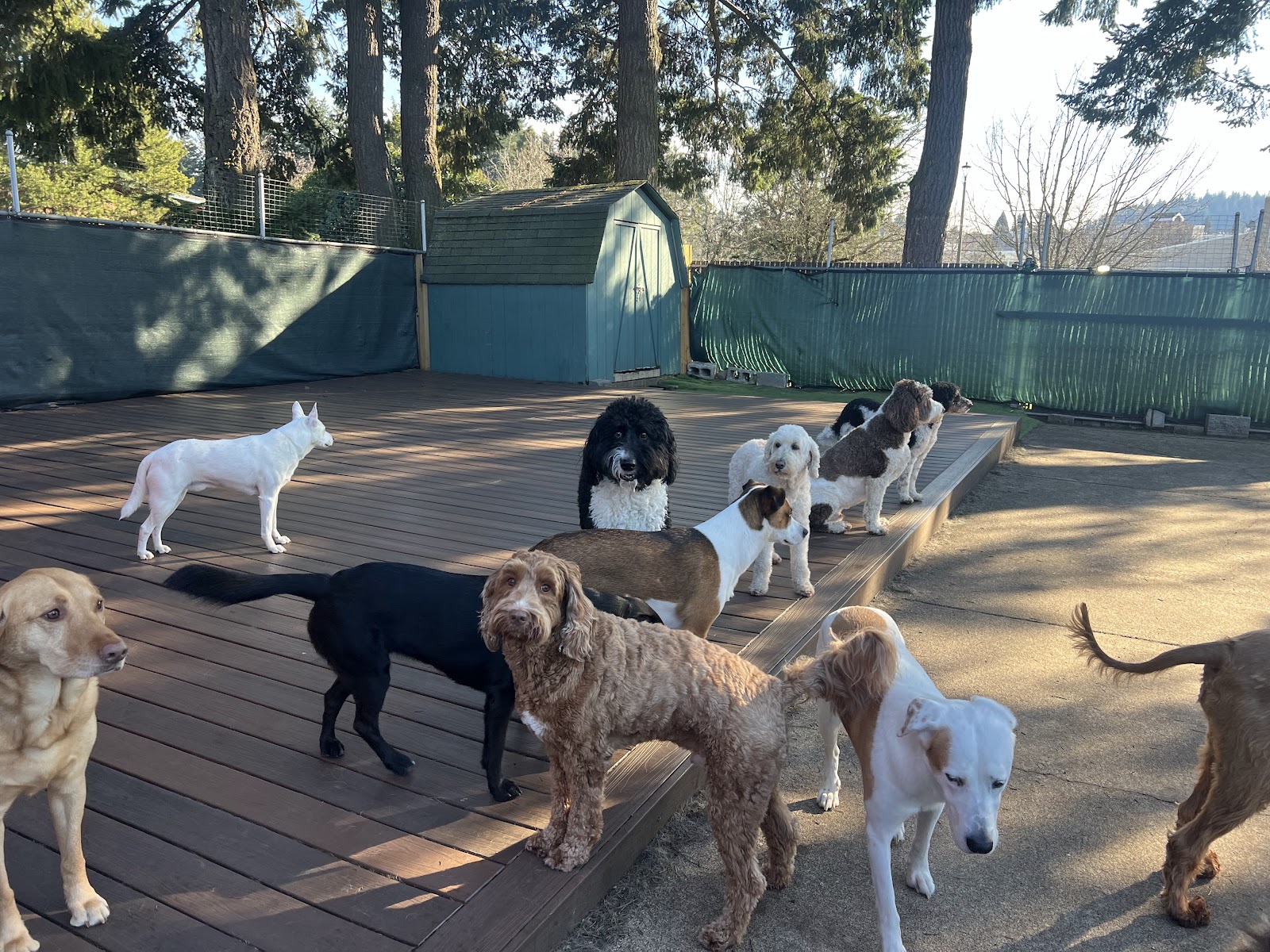 Woof-Tastic Playhouse