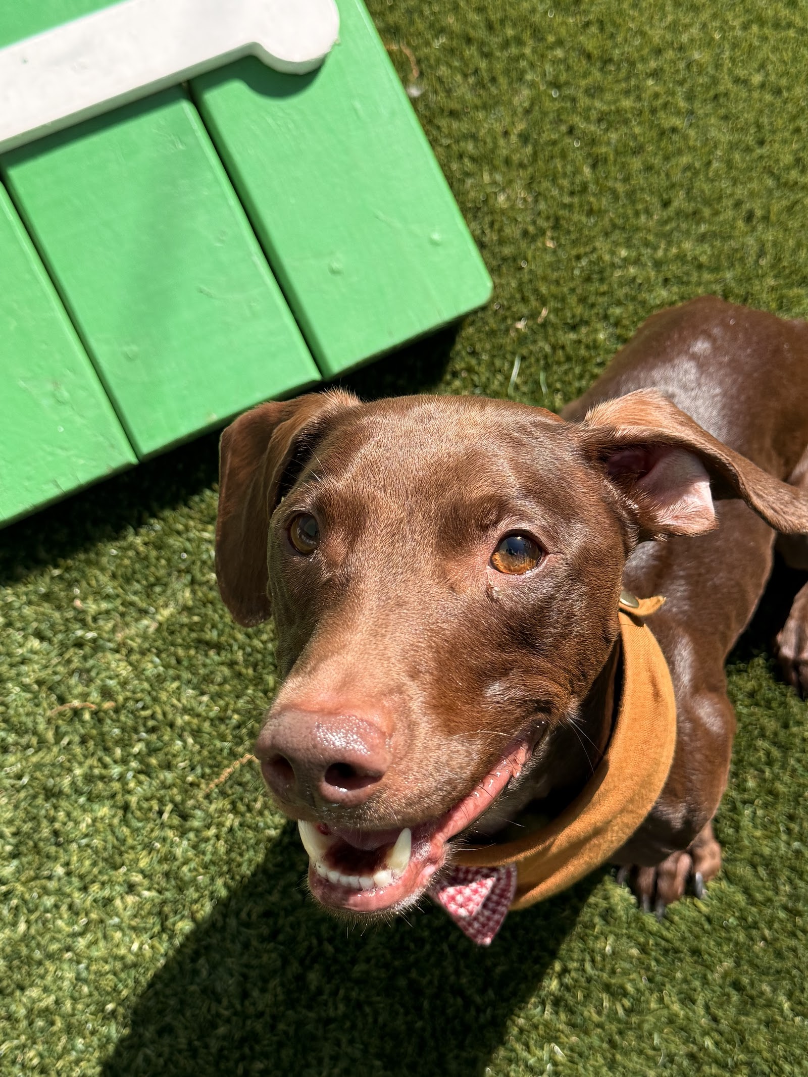 Woof Tone Inn & Spa