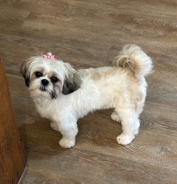 Yappy Dog Pet Grooming - Portland OR