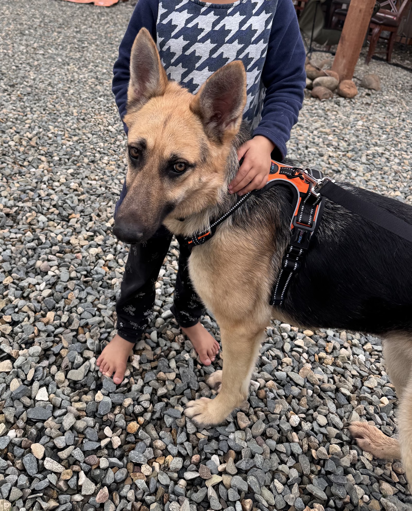 Yolo County Animal Services Shelter