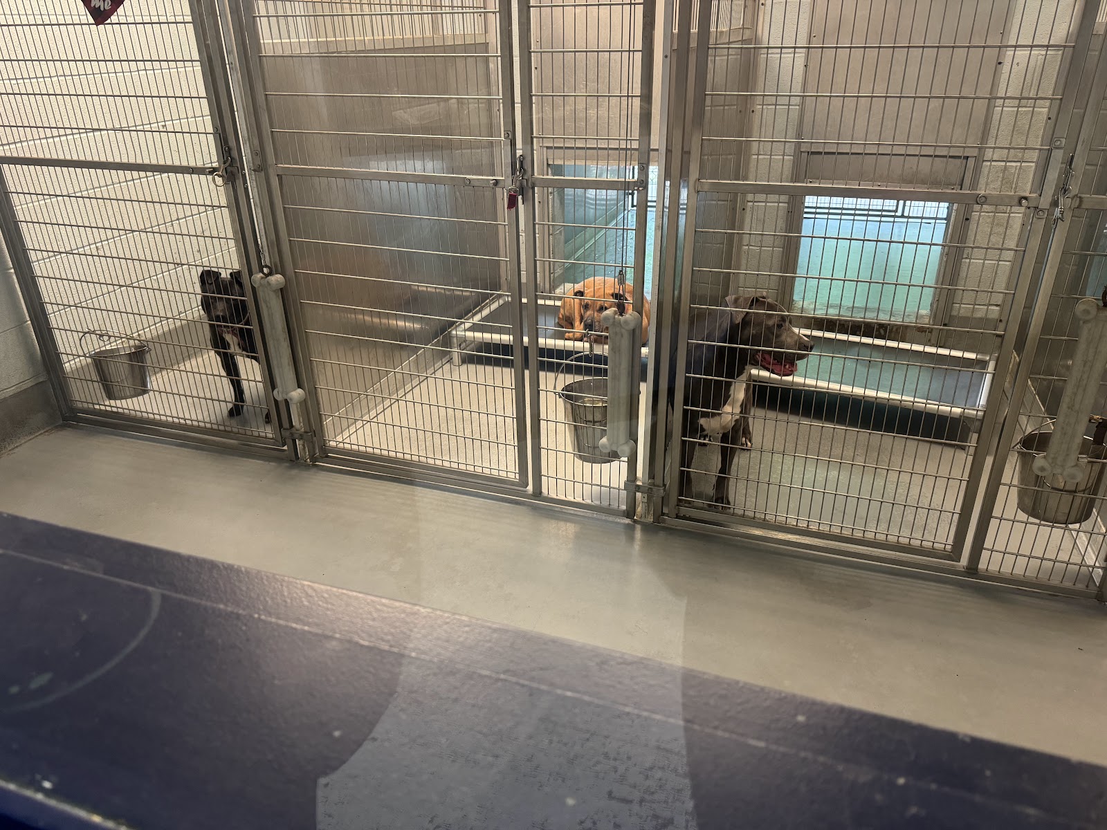 Yonkers Animal Shelter