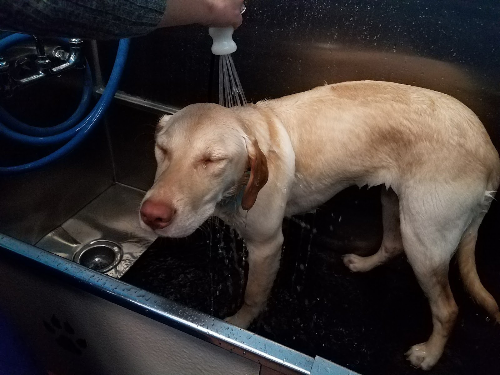You Dirty Dog--Dog Wash