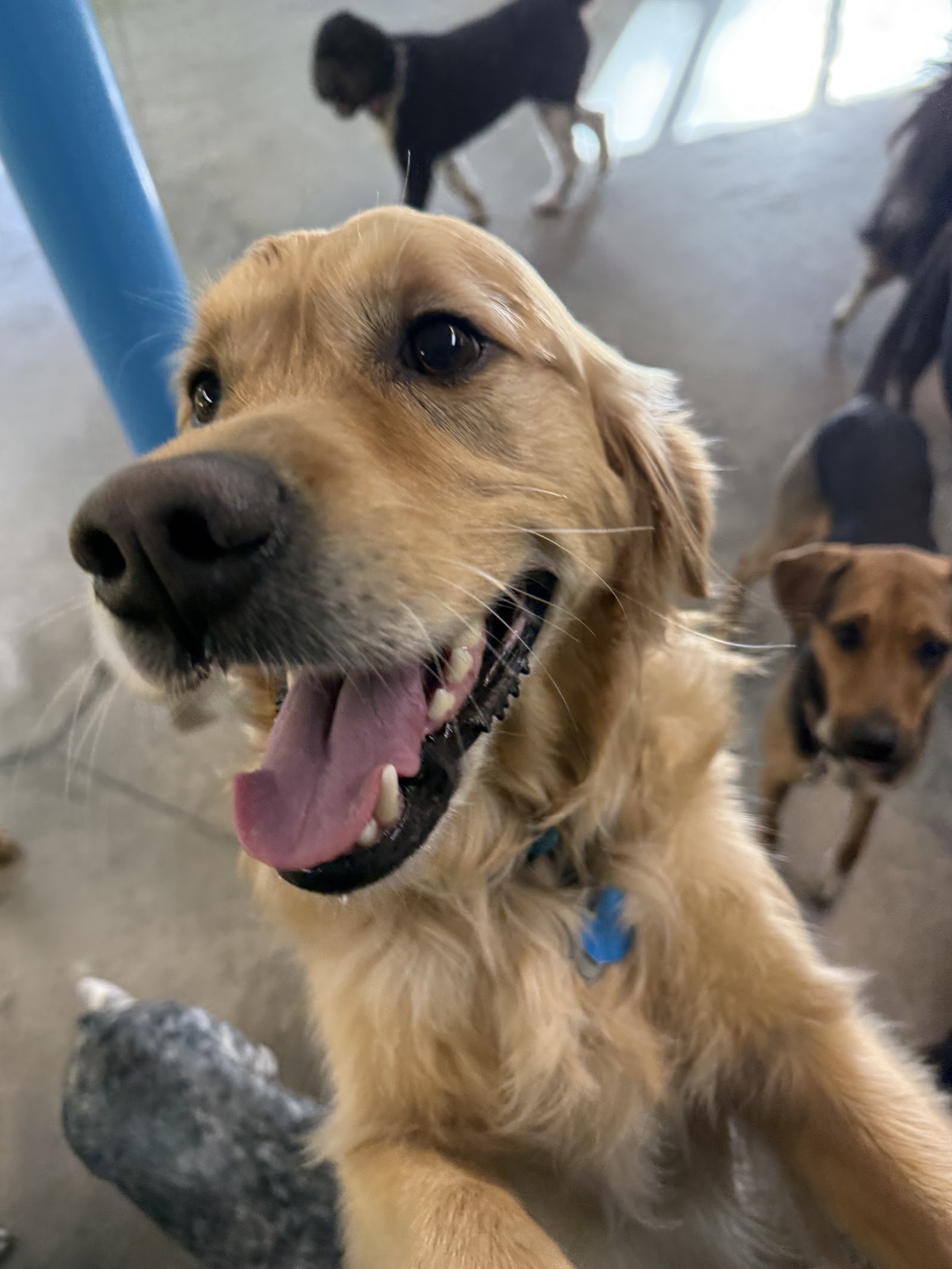 You Work I'll Play Dog Daycare