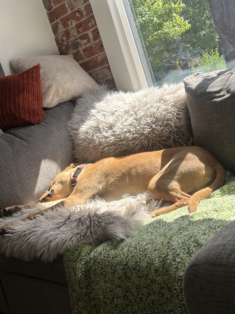 Your Denver Sitter photo 3