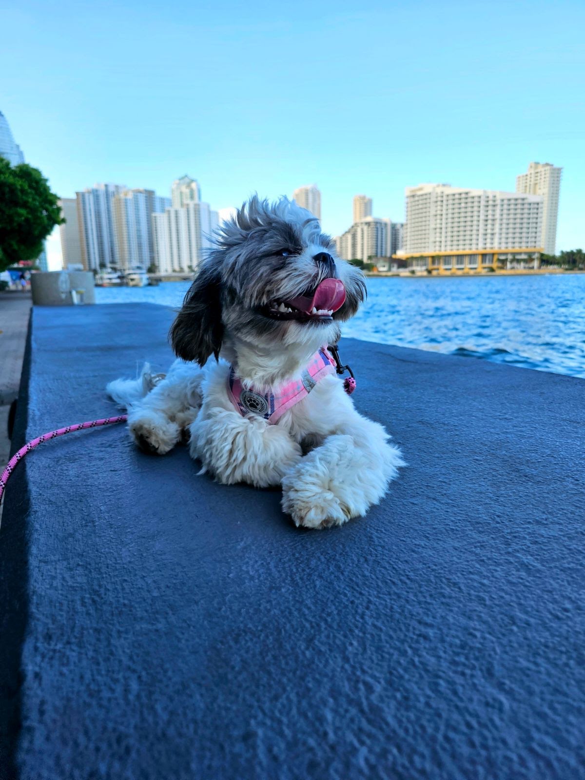 Your Miami Walker