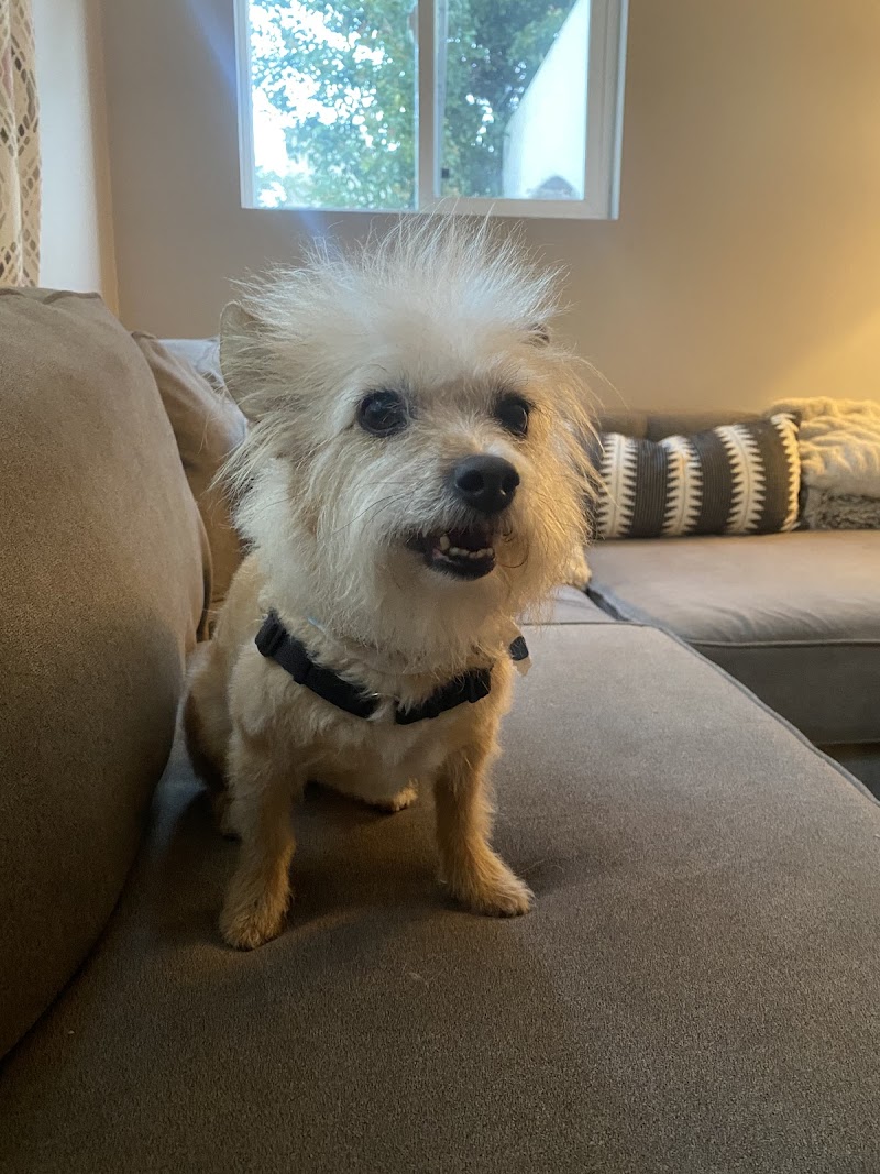 Yuko's Dog Grooming photo 2