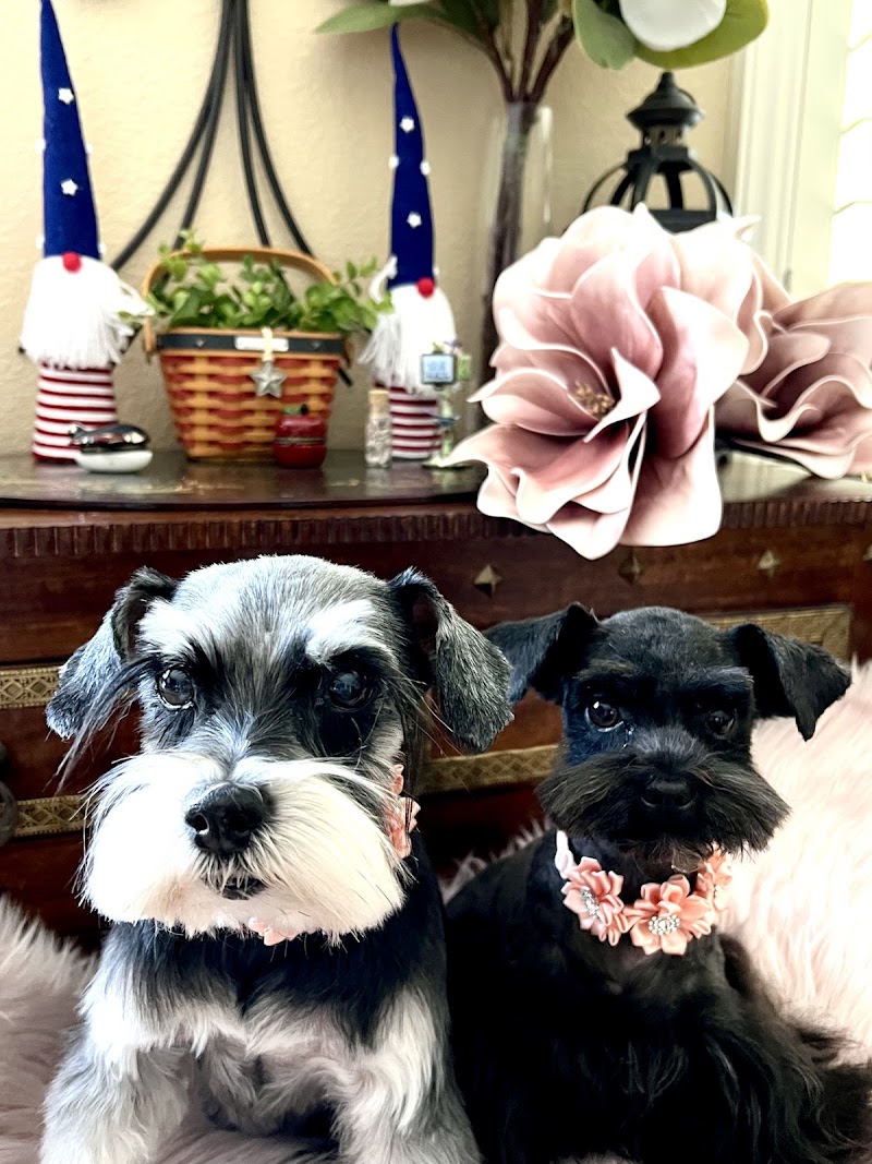 Yuko's Dog Grooming photo 3