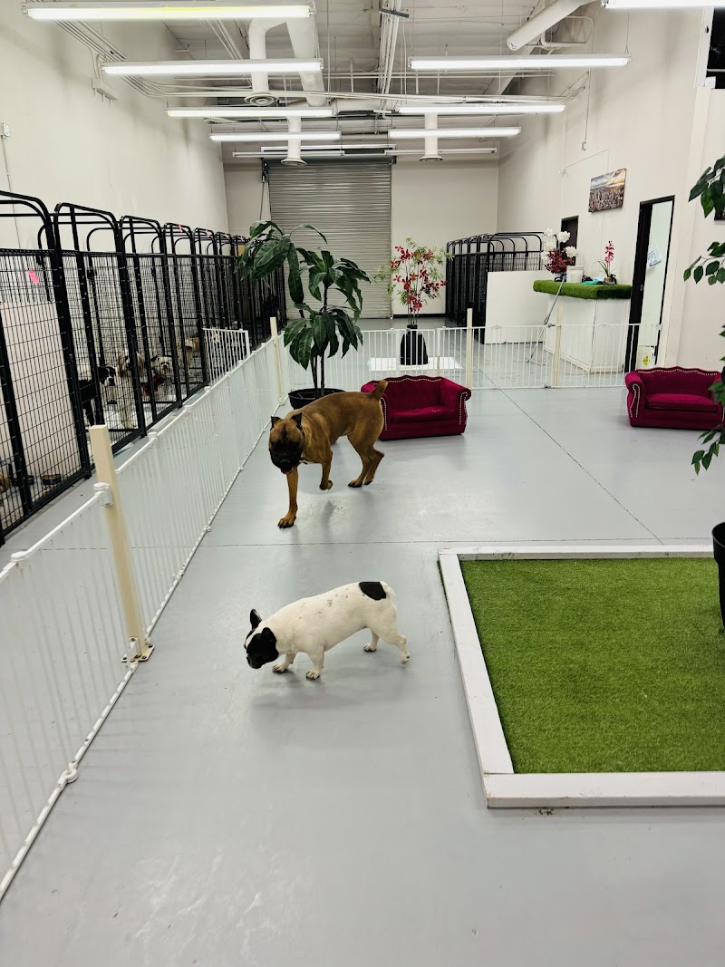 Z Pet Hotels photo 2