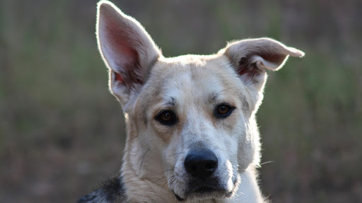 Zookeepers Pet Sitting, LLC