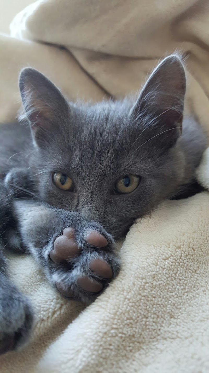 Zookeepers Pet Sitting, LLC photo 2