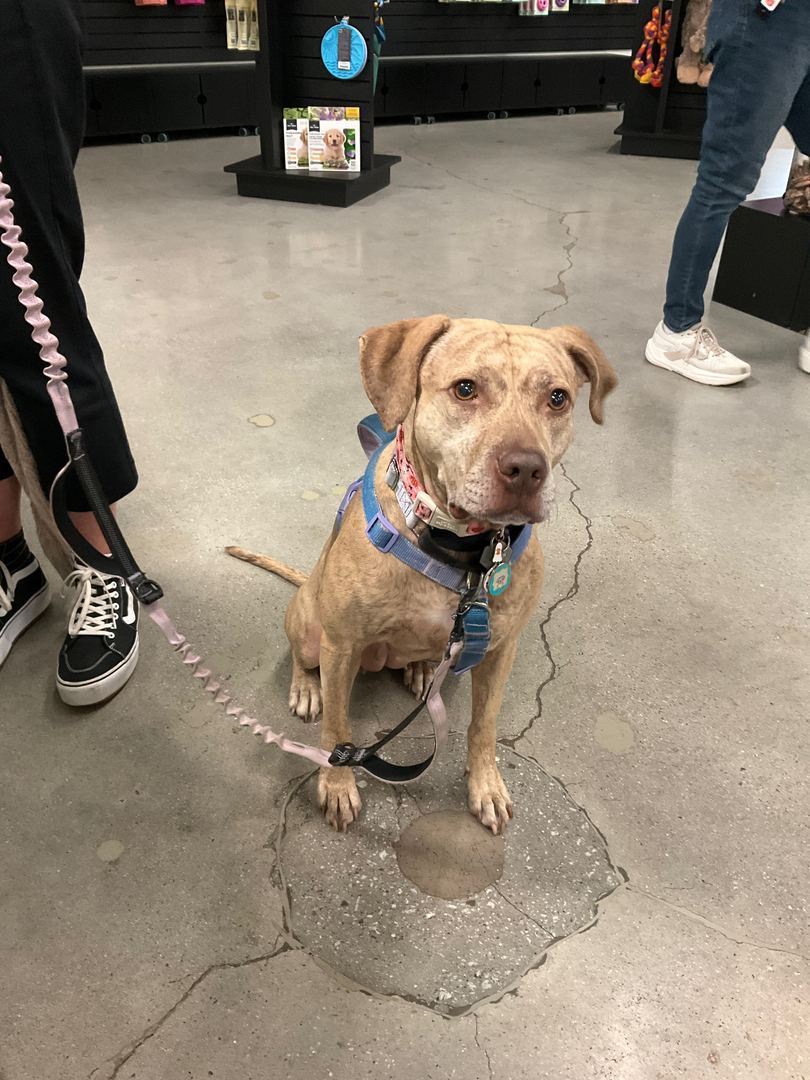 Zoom Room Dog Training