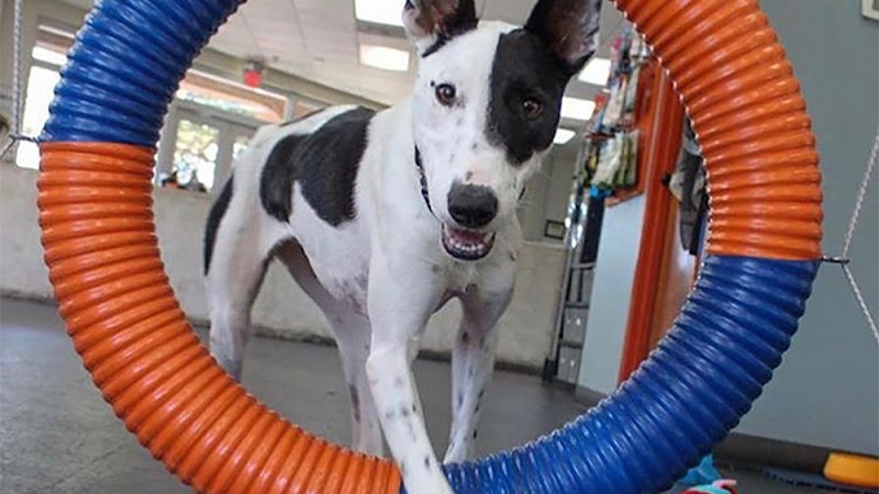 Zoom Room Dog Training