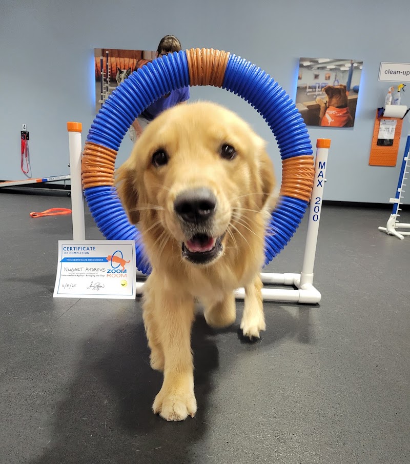 Zoom Room Dog Training photo 2