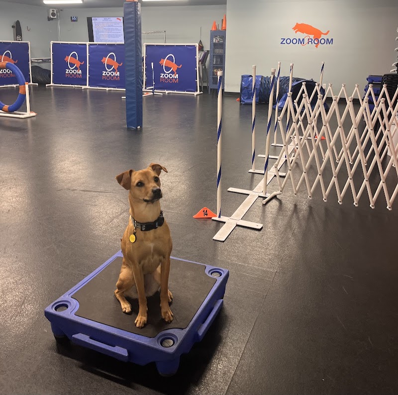 Zoom Room Dog Training photo 2