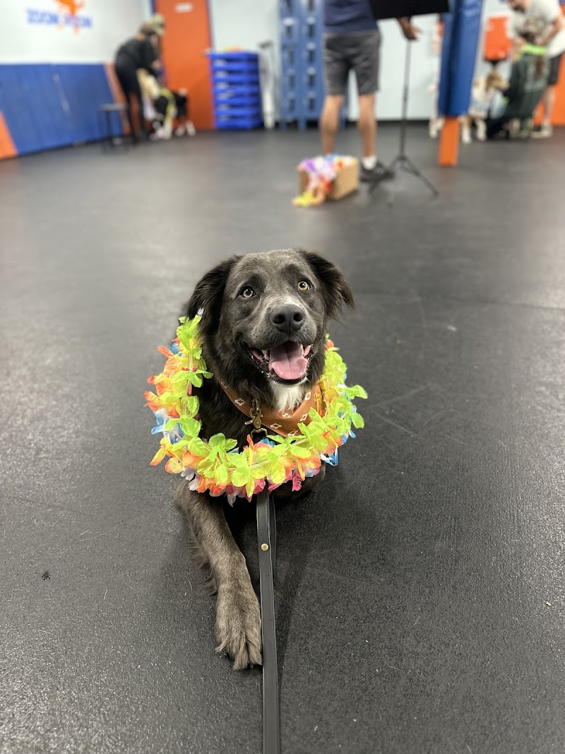 Zoom Room Dog Training photo 3